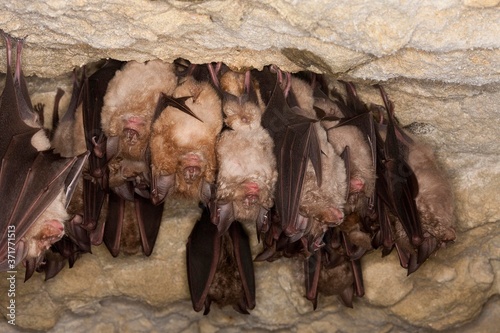 Greater Horseshoe Bat, rhinolophus ferrumequinum, Colony Hibernating, Hanging from Cave's Ceiling, Normandy