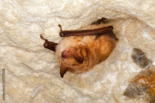 Daubenton's Bat, myotis daubentoni, Adult Hibernation, Hanging from Cave's Ceiling, Normandy photo