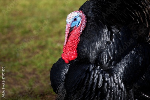 Black Norman Domestic Turkey  a French Breed  Portrait of Male