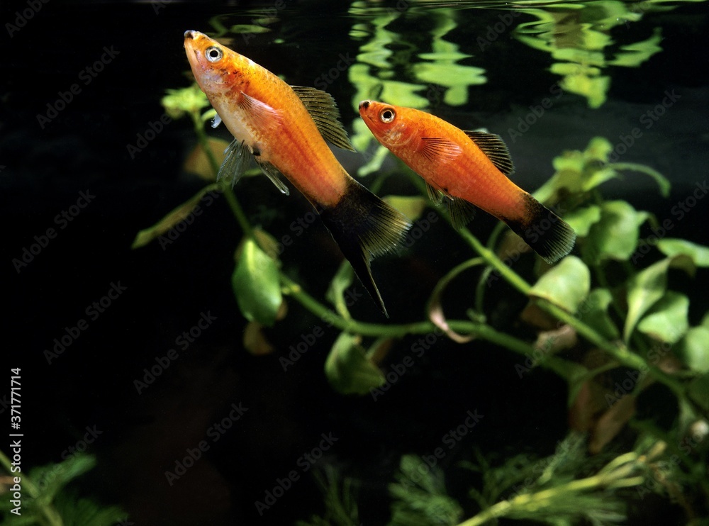 Wagtail Platy Fish, xiphophorus maculatus Wagtail Platy Fish, xiphophorus maculatus