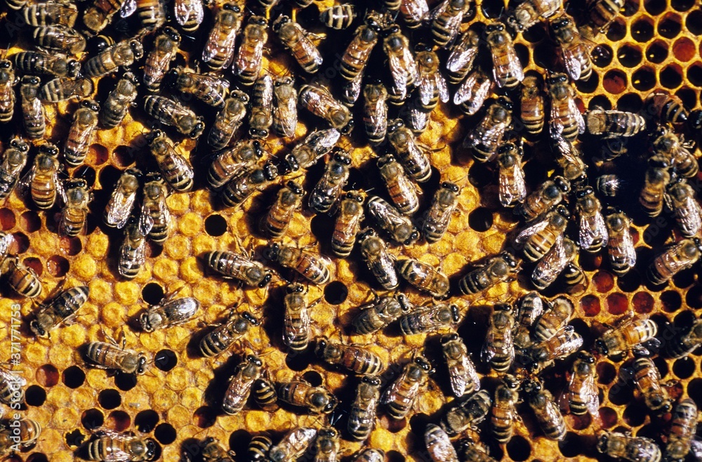 Honey Bee, apis mellifera, Worker looking after Larvae on Brood Comb, Bee Hive in Normandy Honey Bee, apis mellifera, Worker looking after Larvae on Brood Comb, Bee Hive in Normandy