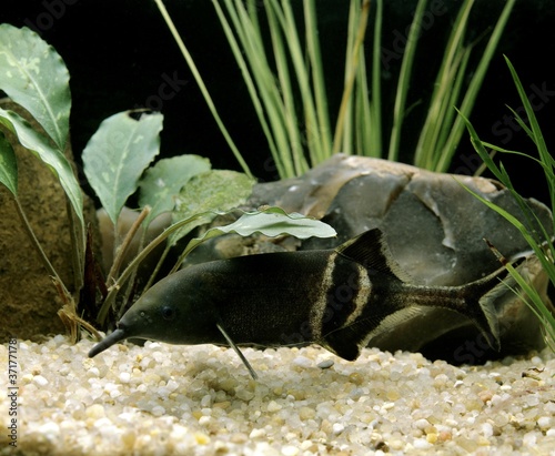 Elephant Nose Fish, gnathonemus petersii photo