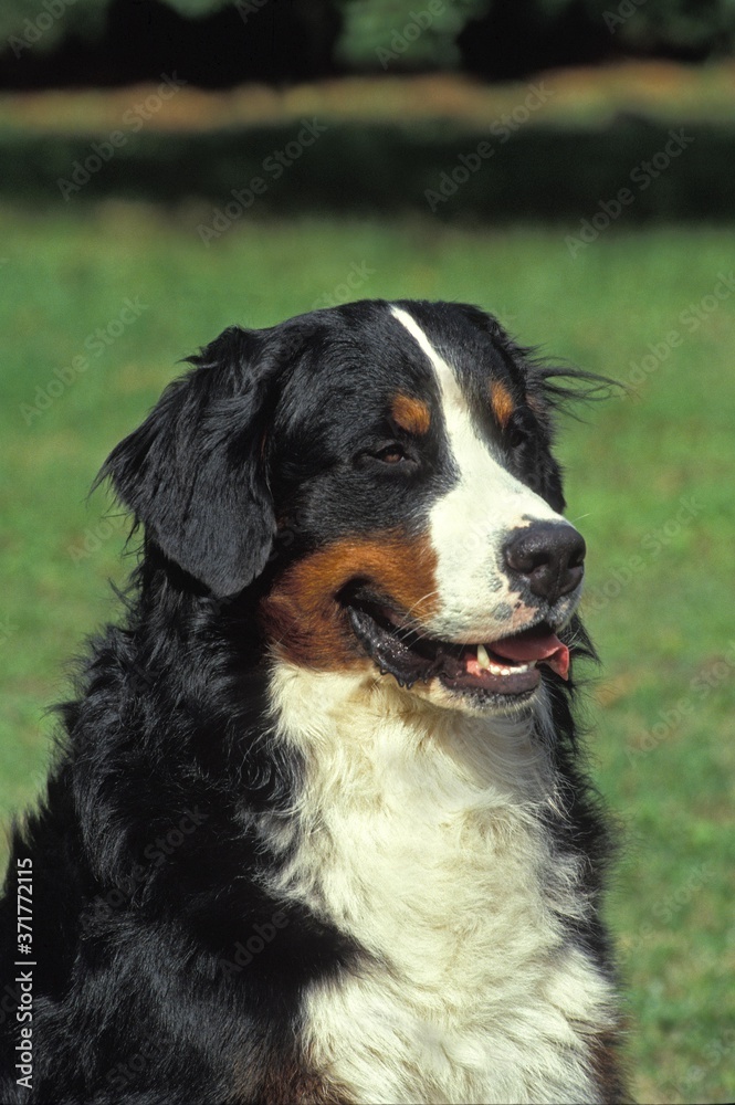 Portrait of Bernese Mountain Dog