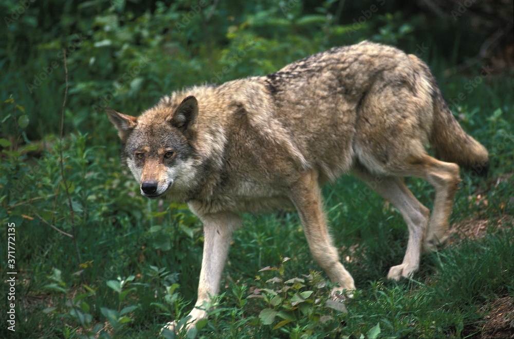 European Wolf, canis lupus