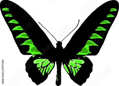 Vector of a Rajah Brooke butterfly isolated on white background