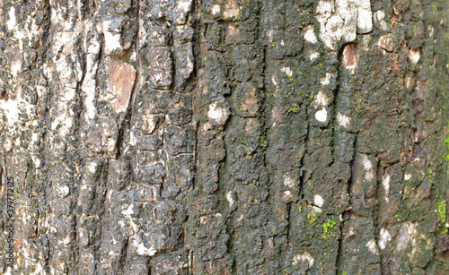 Tree trunk texture background, Natural mango tree trunk texture photo