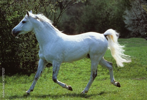 Arabian Horse Trotting