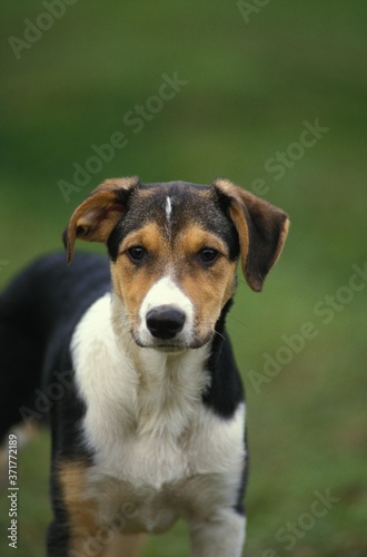 Short Hair Border Collie dog © slowmotiongli
