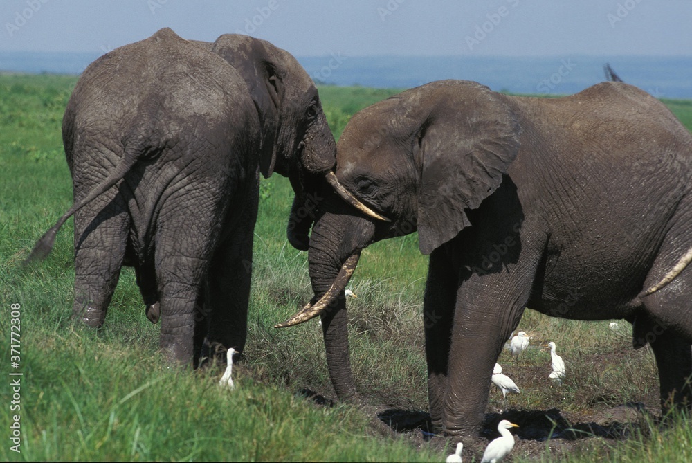Obraz premium African Elephant, loxodonta africana, Masai Mara Park in Kenya