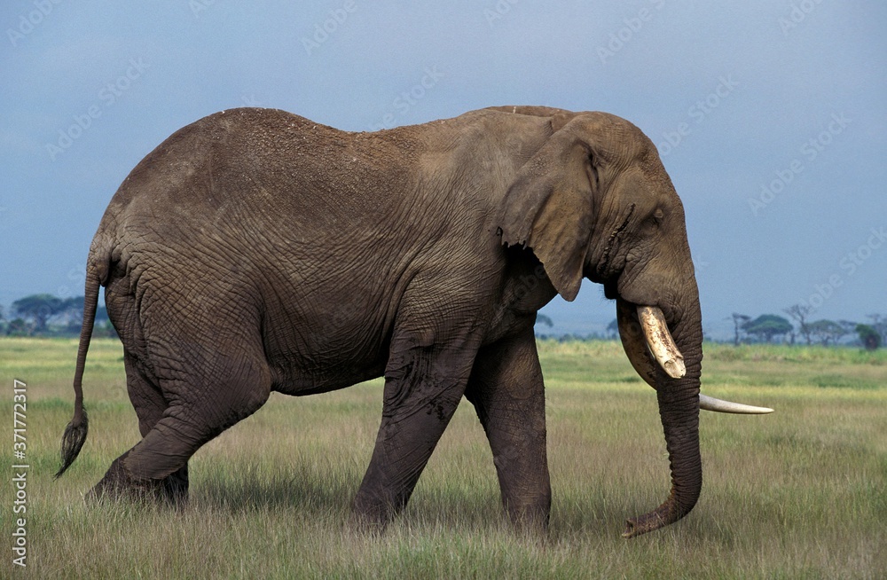 Obraz premium African Elephant, loxodonta africana, Masai Mara Park in Kenya