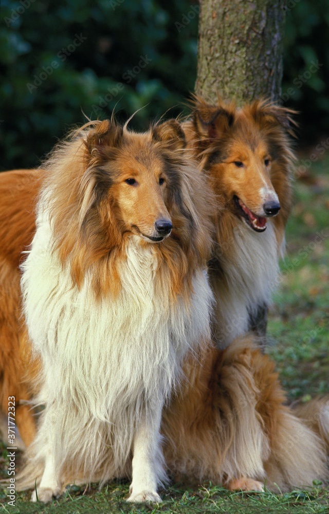 Collie Dog sitting on Grass