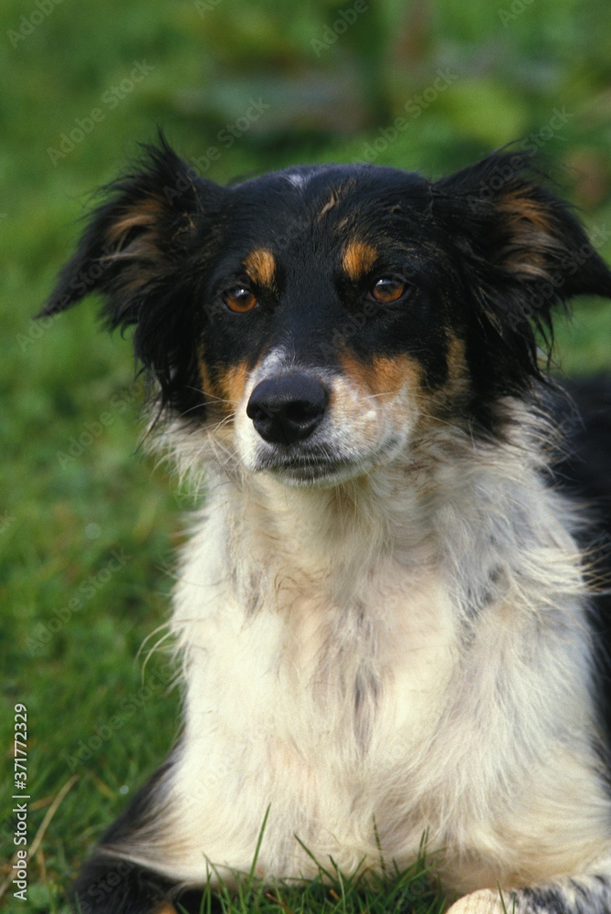 Portrait of Border Collie dog