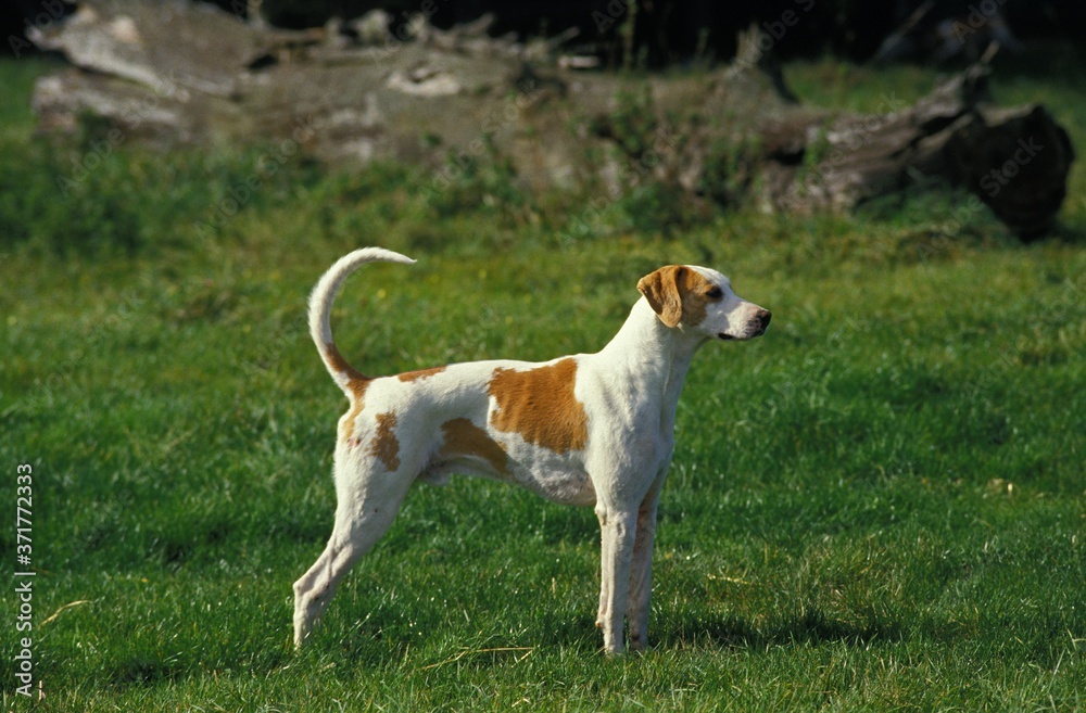 Great Anglo-French White and Orange Hound, Dog standing on Grass Great Anglo-French White and Orange Hound, Dog standing on Grass