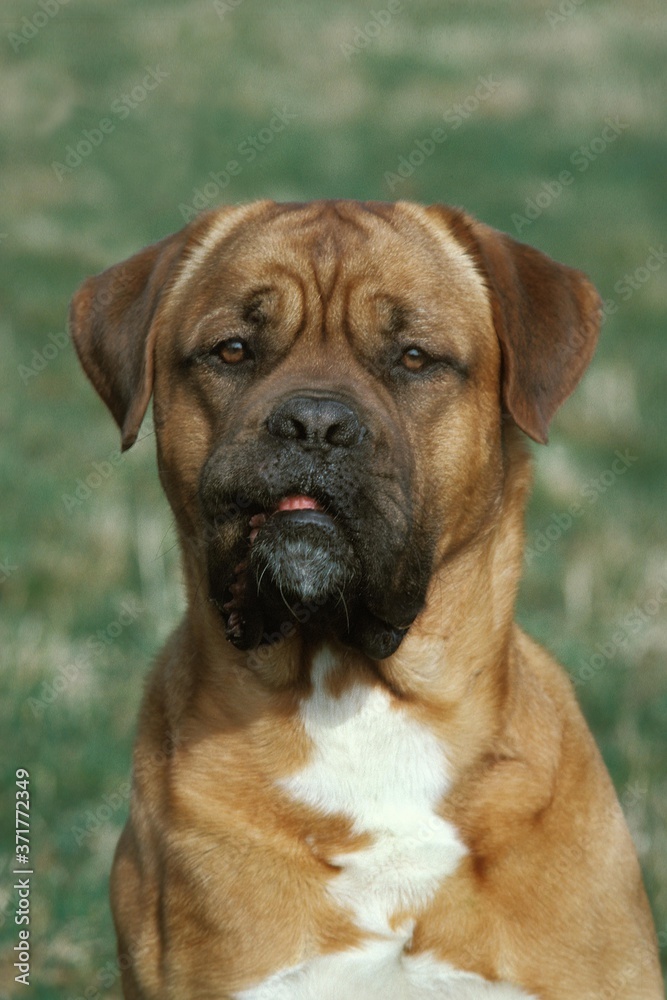 Portrait of Bordeaux Mastiff Dog