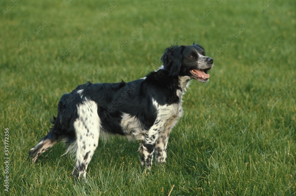 Brittany Spaniel, Dog standing on Grass