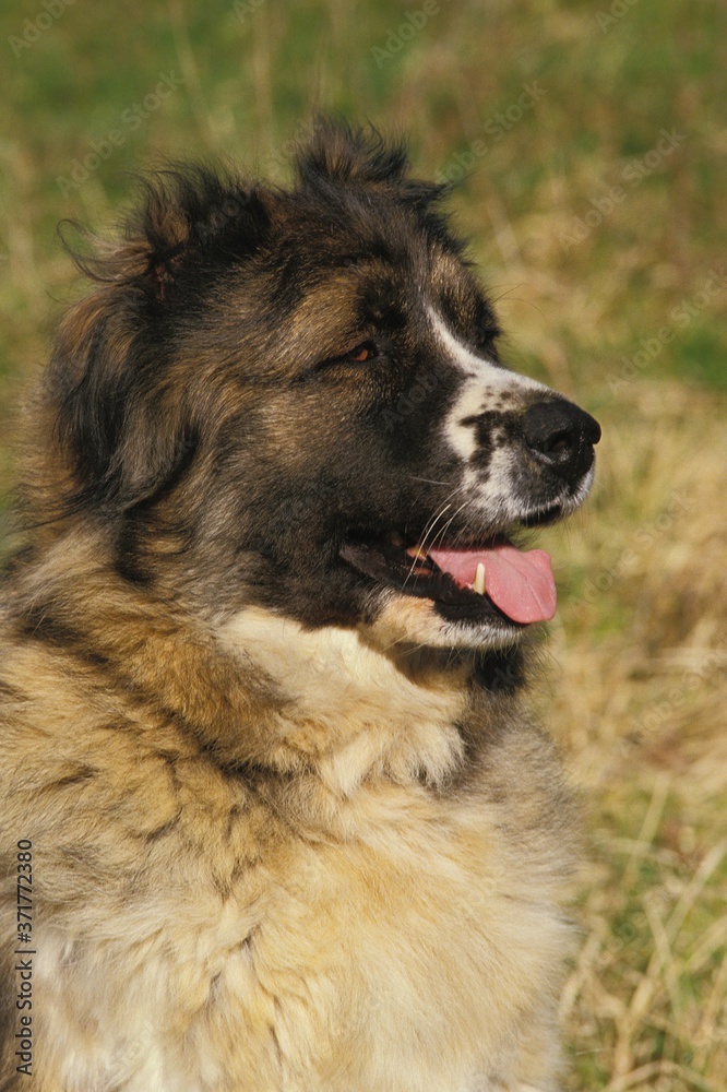 Portrait of Caucasian Shepherd Dog, Breed from Russia