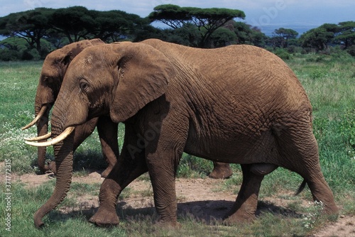 African Elephant  loxodonta africana  Masai Mara Park in Kenya