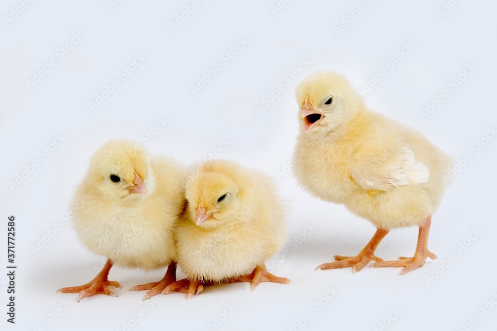 Chicks against White Background