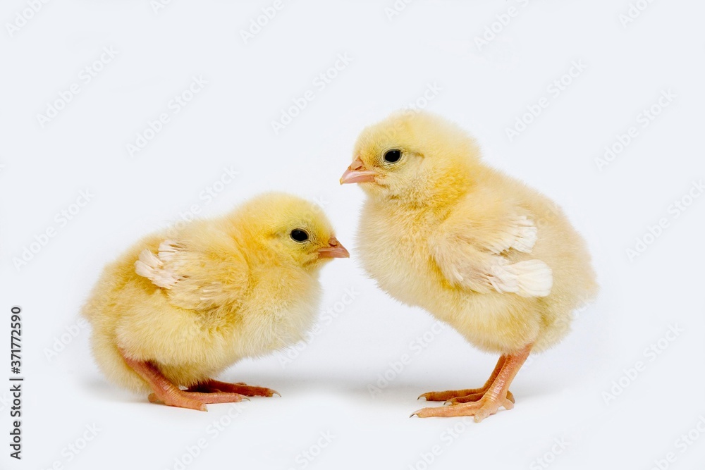 Chicks against White Background