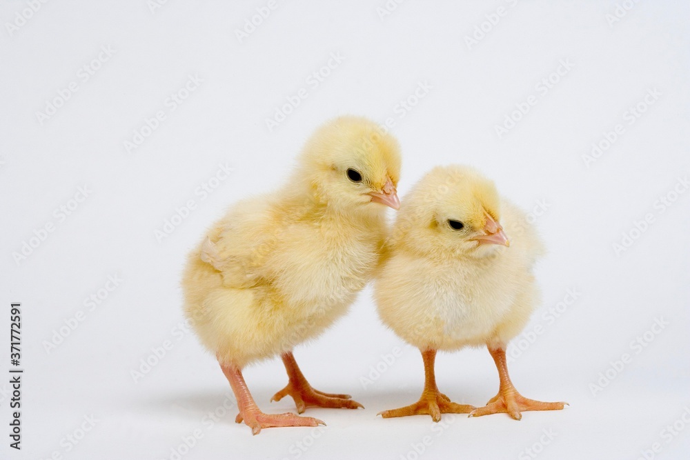 Chicks against White Background Chicks against White Background