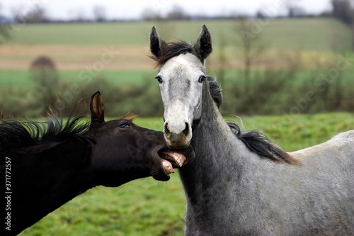 Grey English Thoroughbred Yearling and Bay French Trotter Yearling, Normandy
