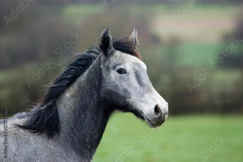 Grey English Thoroughbred, Portrait of Yearling, Normandy