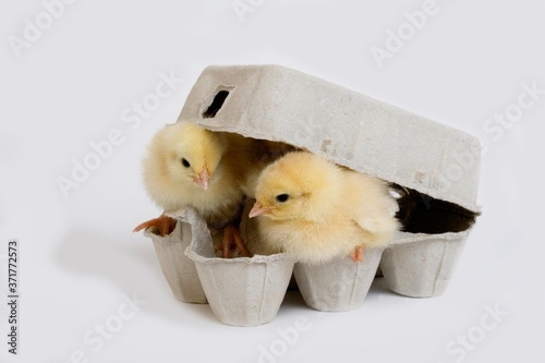 Chicks standing in Egg Box against White Background photo