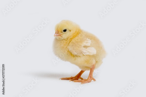 Chick against White Background © slowmotiongli