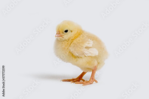 Chick against White Background