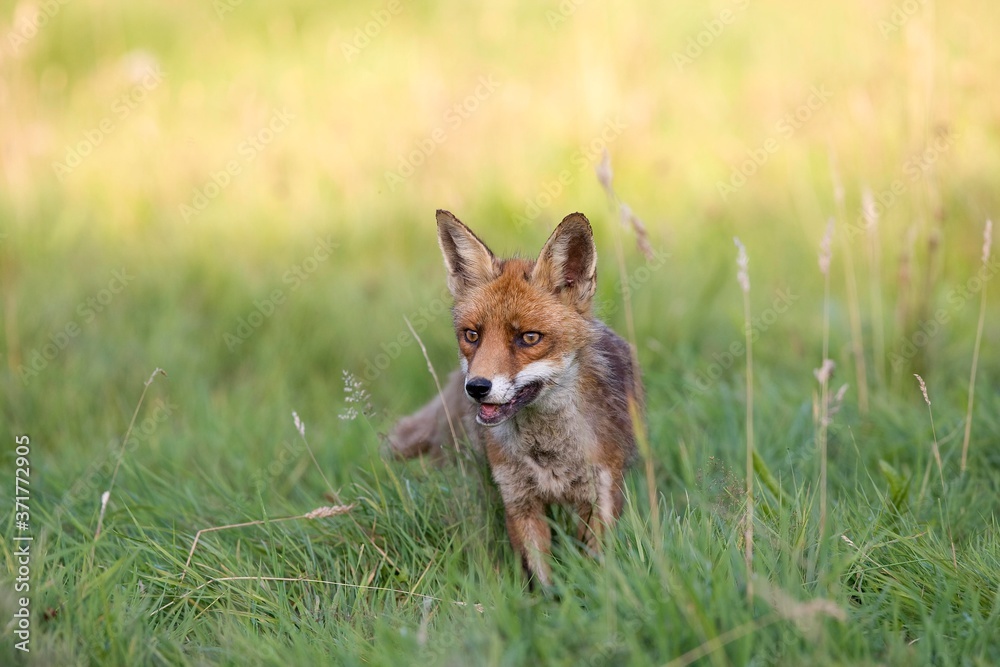 Red Fox, vulpes vulpes, Adult standing on Grass, Normandy