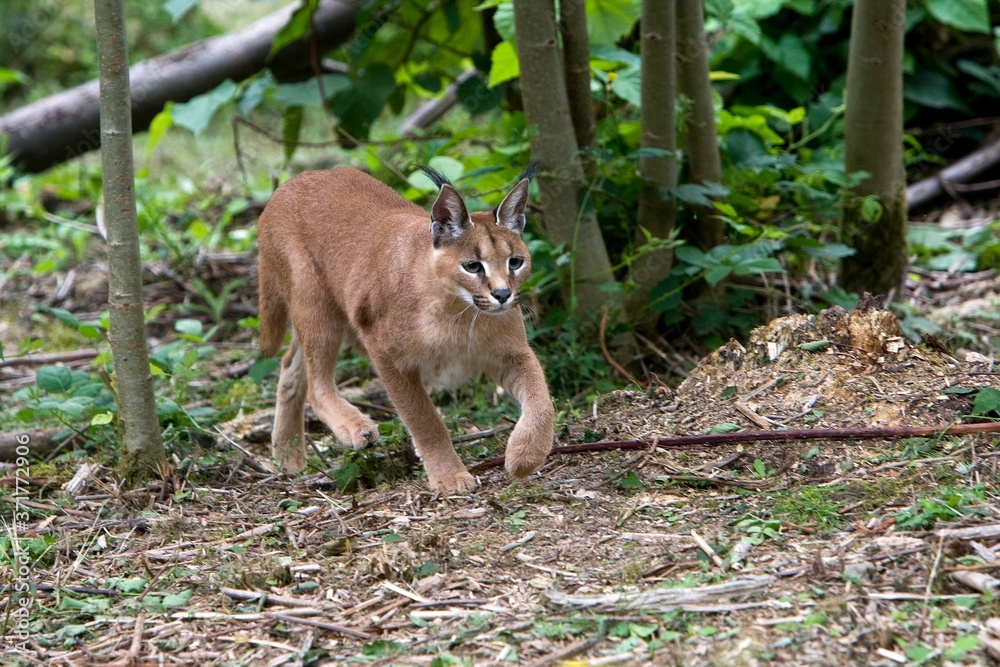 Fototapeta premium Caracal, caracal caracal