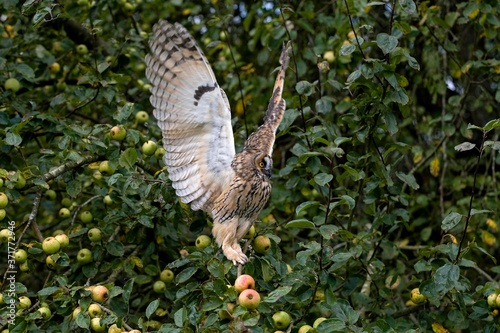 Long-eared Owl, asio otus, Adult standing in Apple Tree, in Flight, Flapping Wings, Normandy