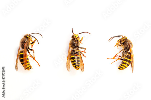 Fényképezés Three wasps in front of white background from various angles in detail