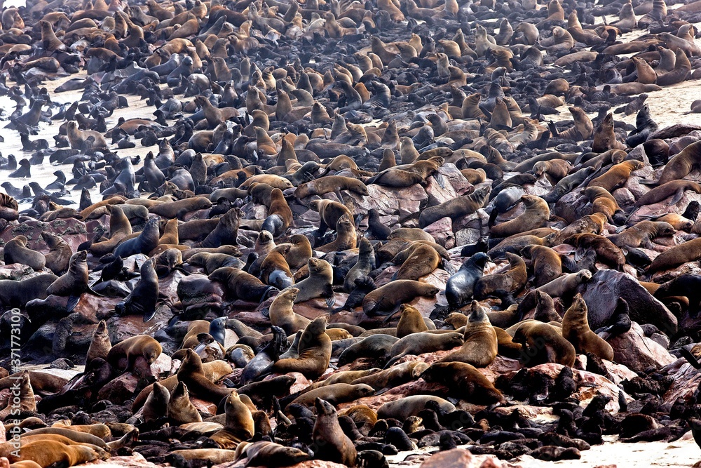 South African Fur Seal, arctocephalus pusillus, Colony at Cape Cross in Namibia South African Fur Seal, arctocephalus pusillus, Colony at Cape Cross in Namibia