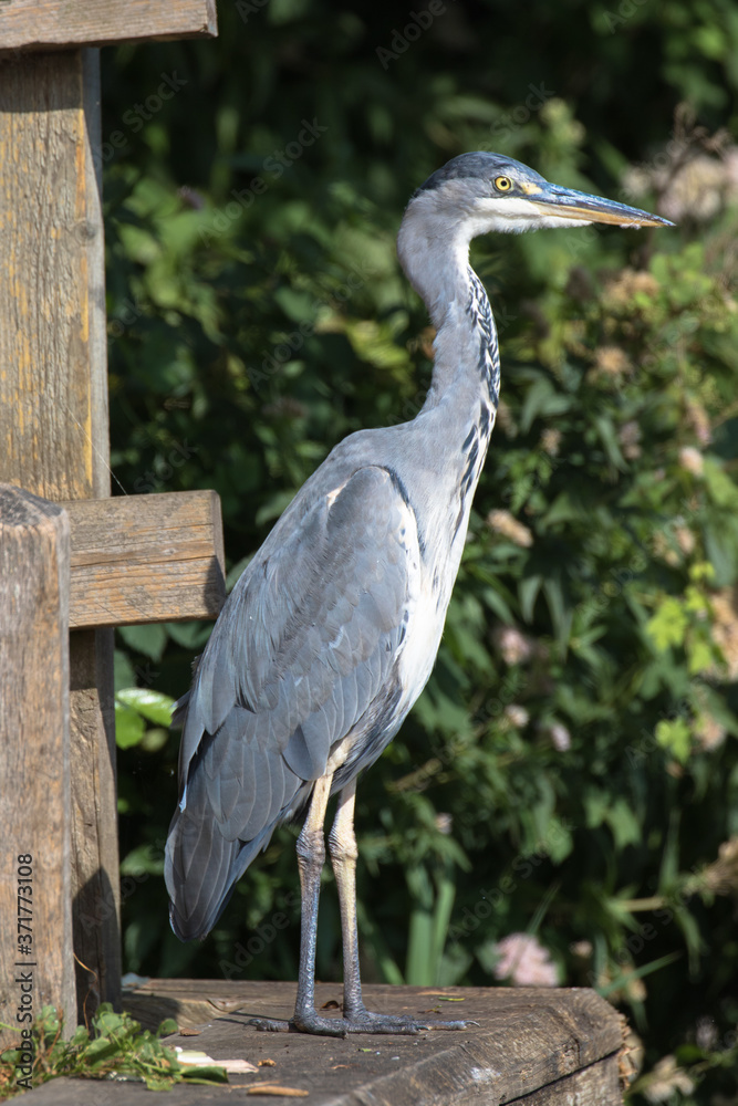 Fototapeta premium Grey Heron (scientific name Ardea Cinerea), The Broads, Norfolk, UK