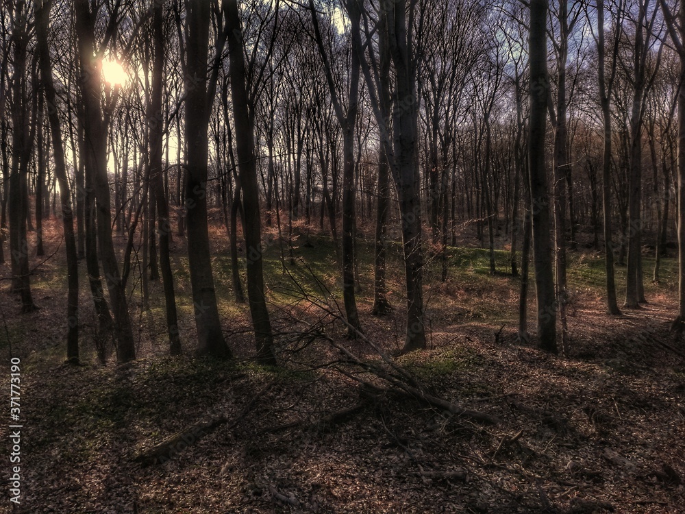 Just a forest Just a forest