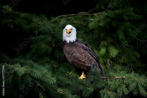 Bald Eagle, haliaeetus leucocephalus, Adult calling