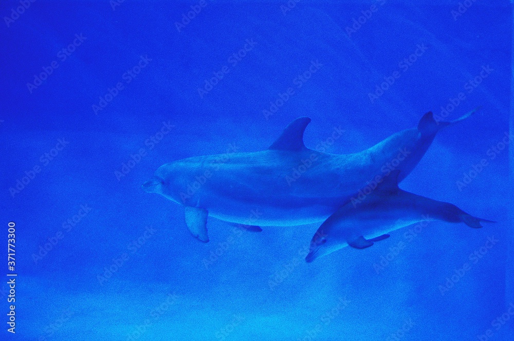 Obraz premium Bottlenose Dolphin, tursiops truncatus, Mother and Calf