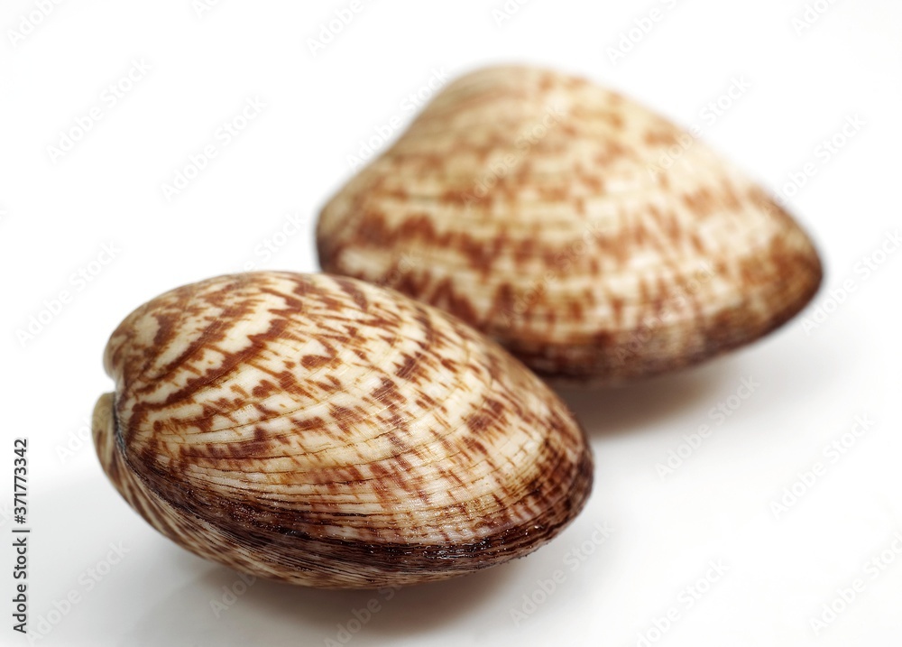 Dog Cockle, glycymeris glycymeris, Fresh Shells against White Background Dog Cockle, glycymeris glycymeris, Fresh Shells against White Background