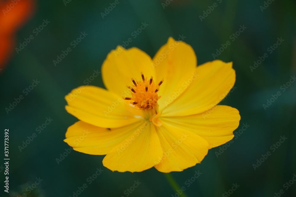 Beautiful macro pictures of different flowers Beautiful macro pictures of different flowers