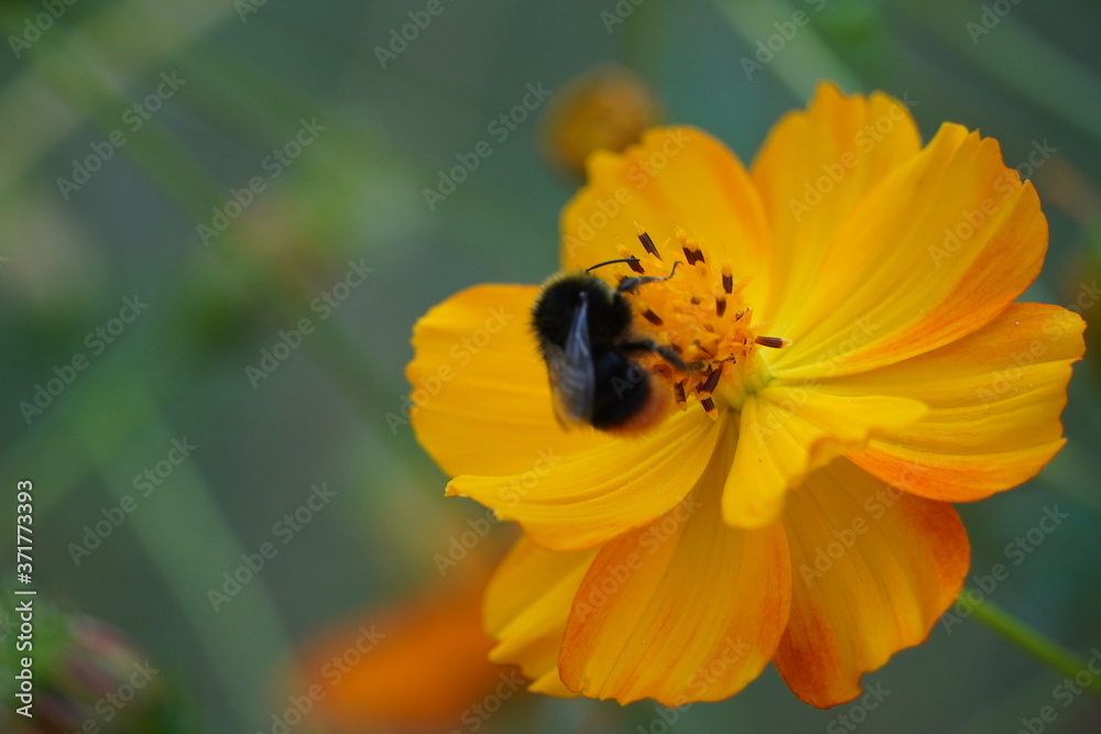Beautiful macro pictures of different flowers Beautiful macro pictures of different flowers