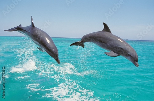 Bottlenose Dolphin, tursiops truncatus, Pair Leaping, Honduras