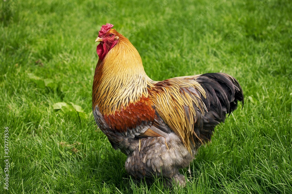 Fototapeta premium Brahma Perdrix Domestic Chicken, Breed from India, Cock