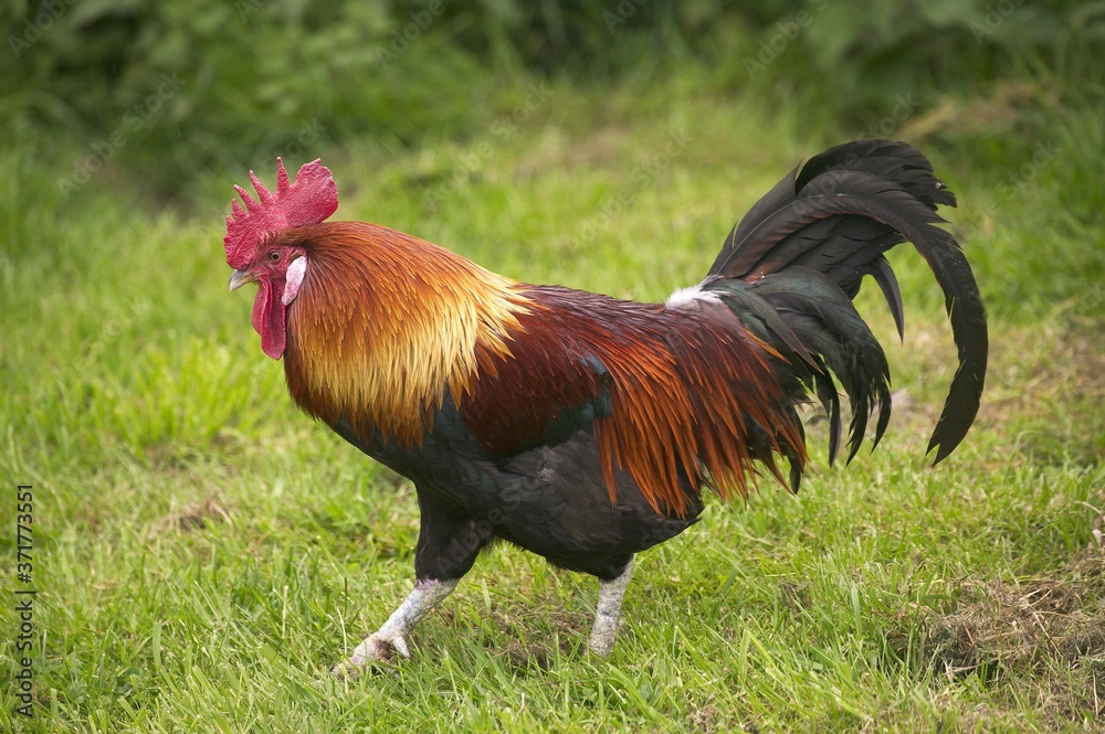 Gaulois Dore Domestic Chicken, a French Breed, Cock standing on Grass