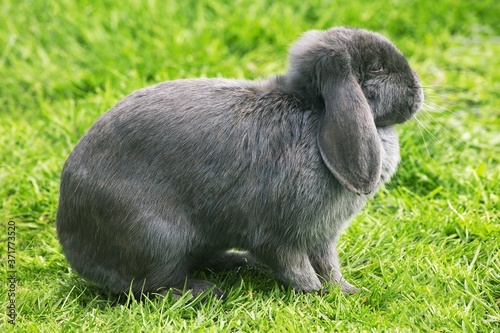 French Domestic Rabbit called Lop-Eared Rabbit