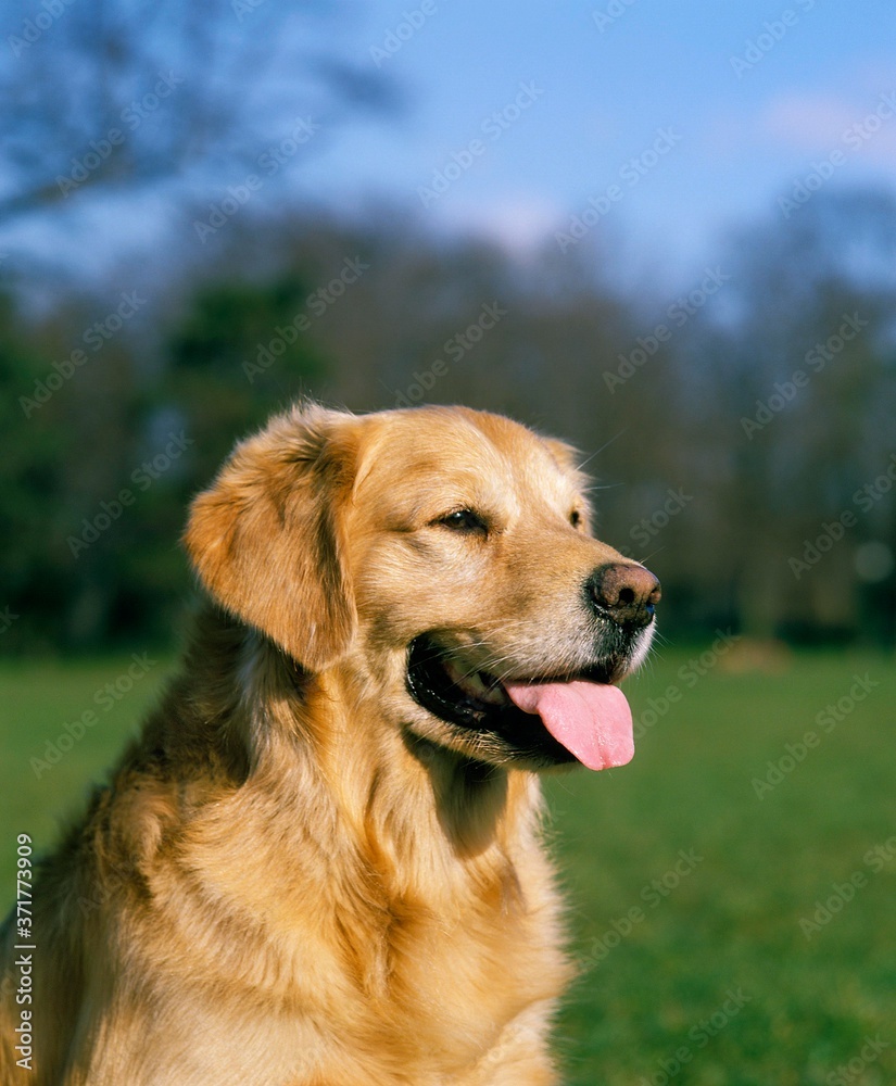 Golden Retriever, Portrait of Dog with Tongue out