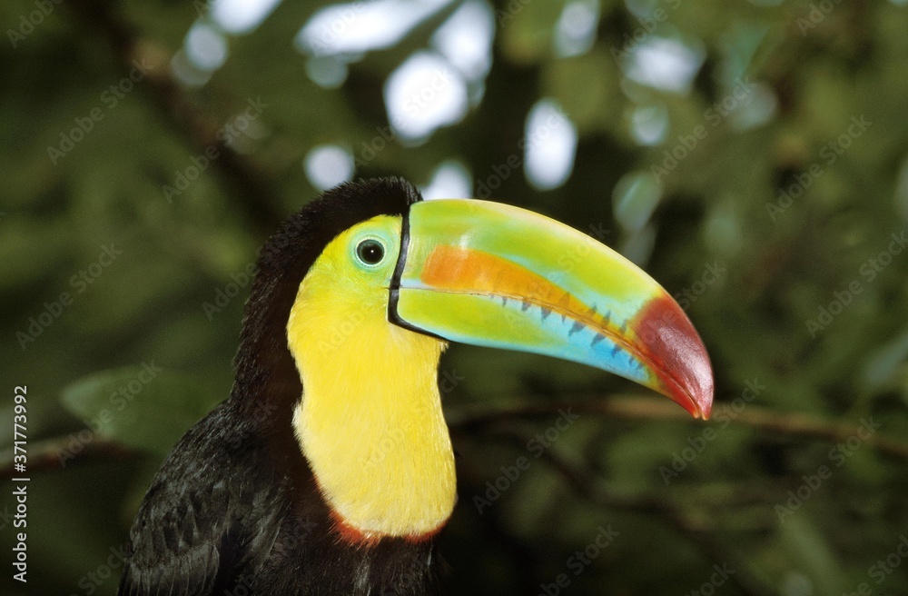 Keel-Billed Toucan, ramphastos sulfuratus, Costa Rica Keel-Billed Toucan, ramphastos sulfuratus, Costa Rica