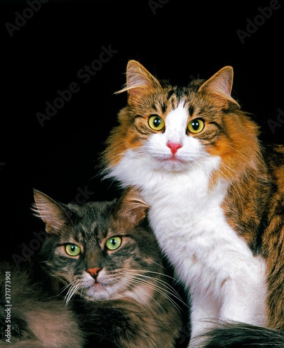 Skogkatt Domestic Cat