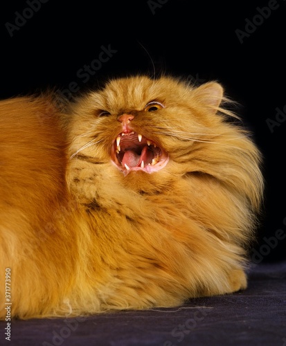 Photos Red Persian Domestic Cat, Adult snarling