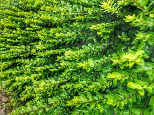 green plant